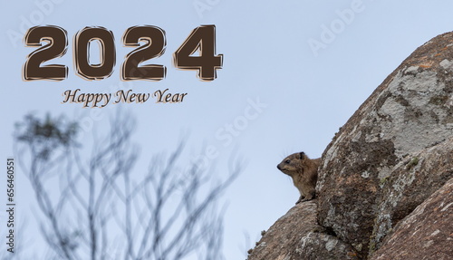 Happy New Year 2024, Rock dassie, South Africa, Cederberg, Western Cape, South Africa photo