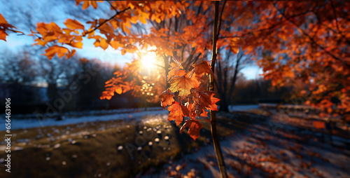 agespast Sunshine through autumn leaves Beautiful colours detai