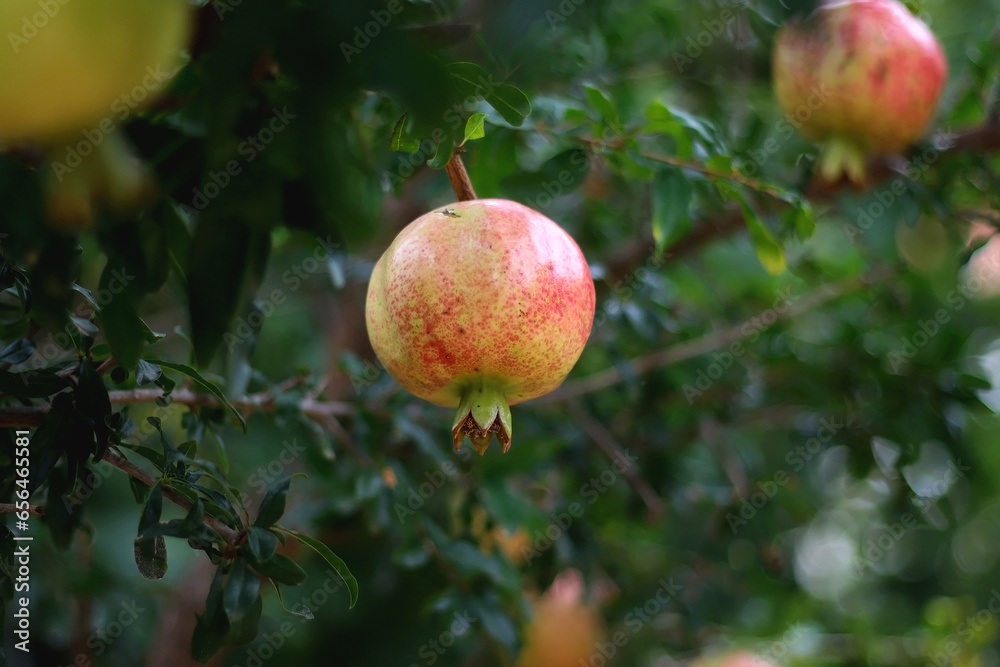 Fresh pomegranate on the tree. Selective focus. Fresh pomegranate on the tree. Selective focus.