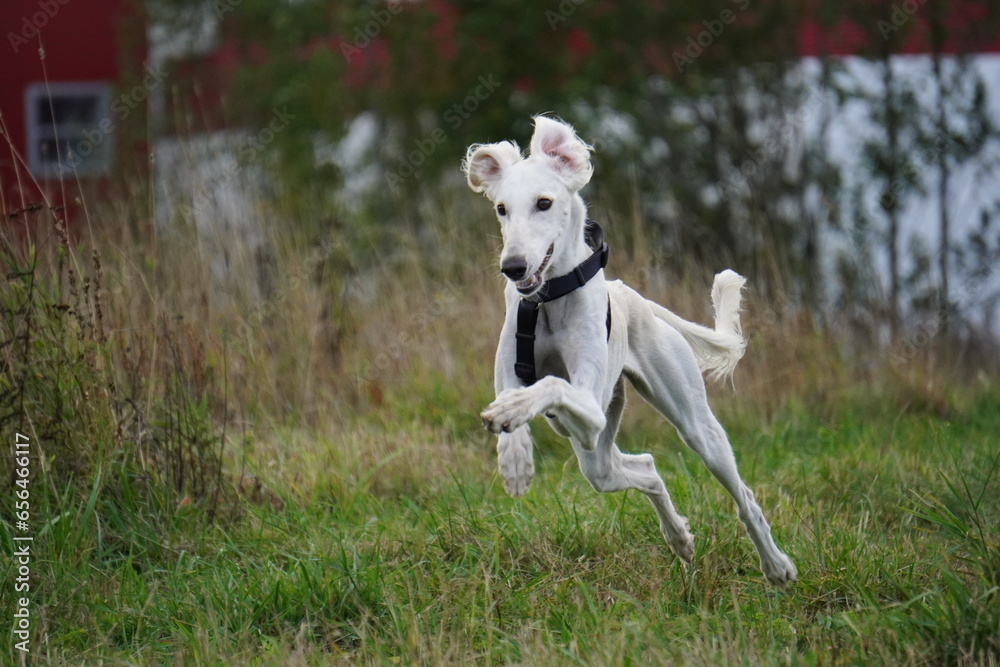 Tazy dog run in the meadow autumn