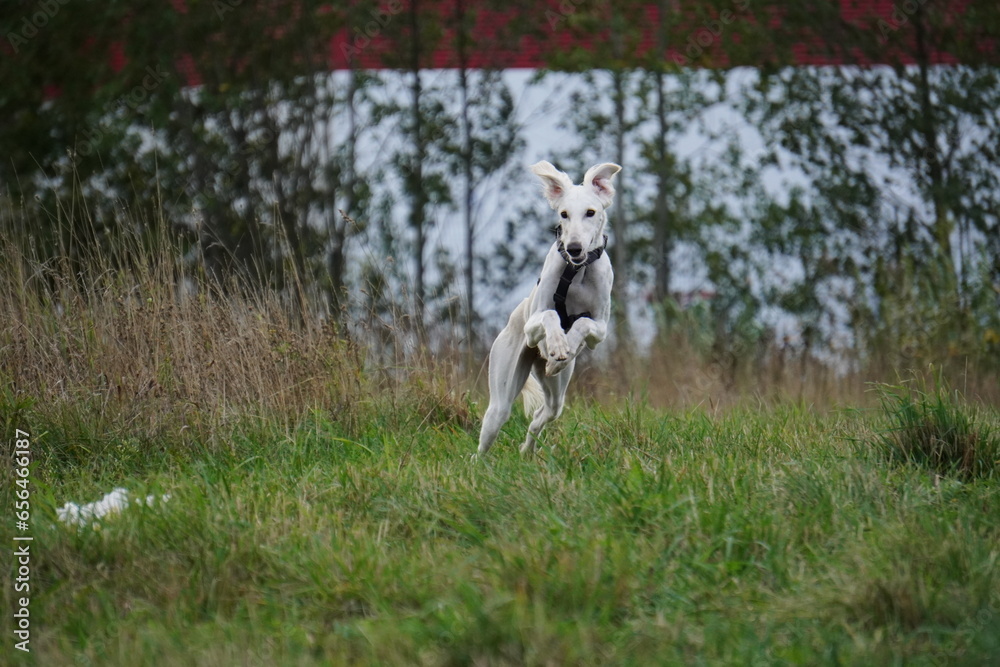 Tazy dog run in the meadow autumn Tazy dog run in the meadow autumn