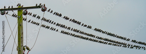Flock of starlings (Sturnus vulgaris) on a power line