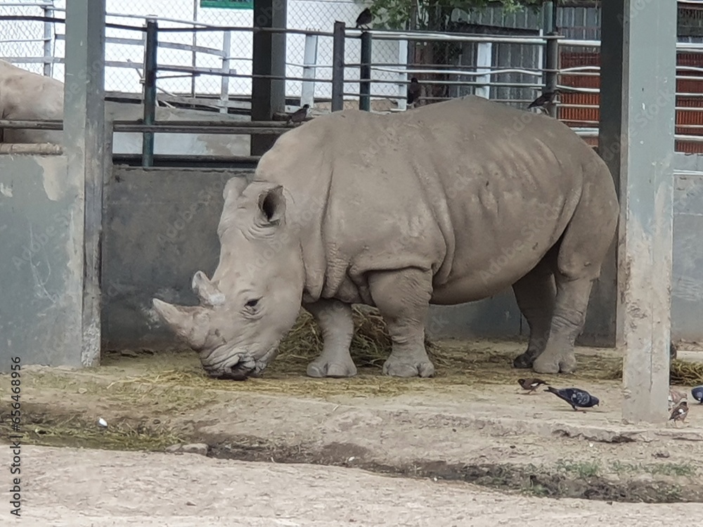 Rhinoceros, rhinoceros in nature, big rhino, heavy rhino, wildlife