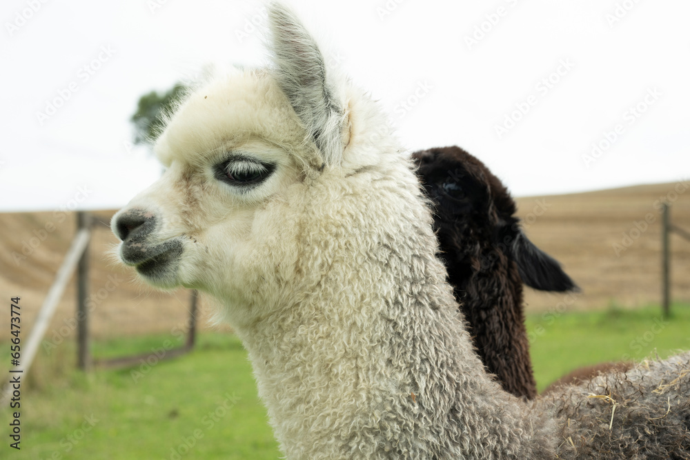 Fototapeta premium alpaka nah close