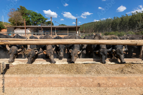 Water buffalo or domestic water buffalo (Bubalus bubalis) in corral eating feed on dairy farm. Raising black buffalo cattle in Minas Gerais, Brazil photo