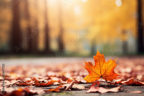 Autumn leaves  with rich warm colors  focused on the orange themes and the traditional October marketing season