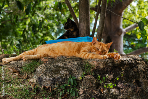 Homeless orange cat taking a nap in a park from el morro san juan puerto rico