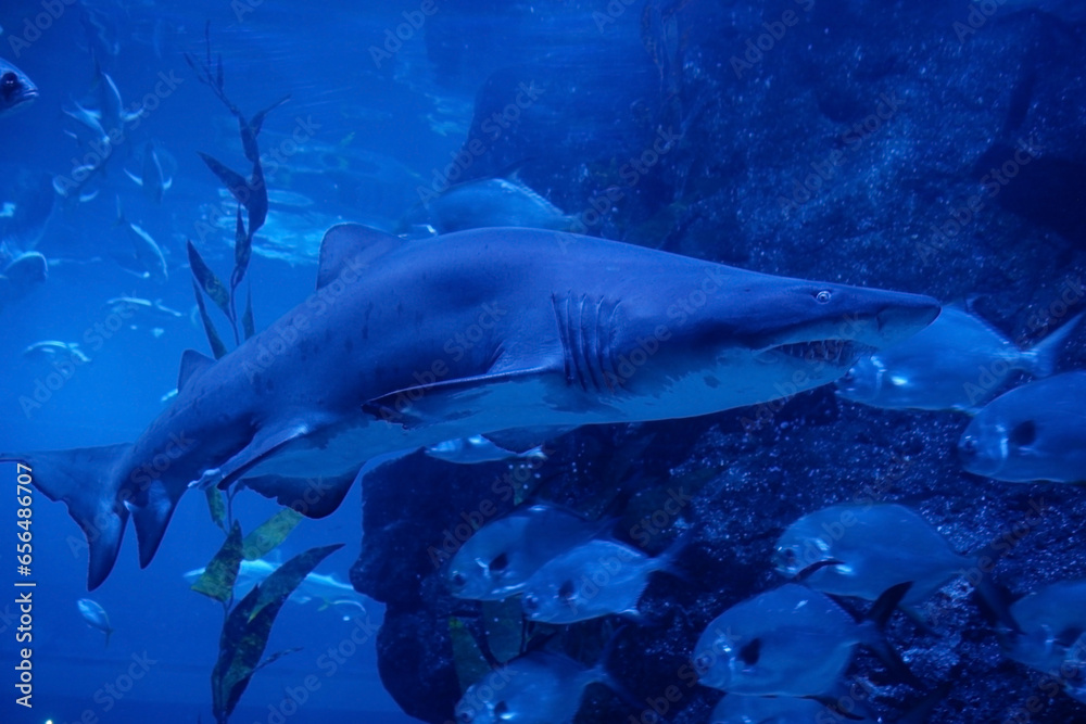 Fototapeta premium Shark is swimming in the dark deep sea.