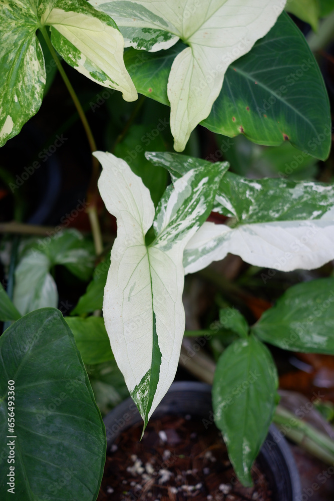Dieffenbachia is sacred tree.The leaves are green and white stripes. Do not like the sun but like the shade. Dieffenbachia is sacred tree.The leaves are green and white stripes. Do not like the sun but like the shade.