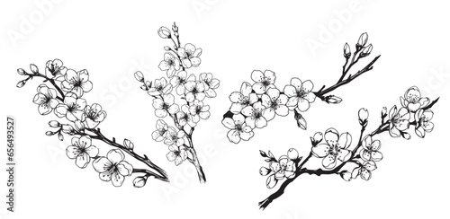 Set of sakura branches hand drawn sketch illustration ,Flower trees