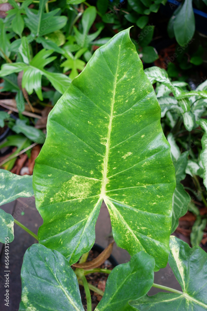 Dieffenbachia is sacred tree.The leaves are green and white stripes. Do not like the sun but like the shade. Dieffenbachia is sacred tree.The leaves are green and white stripes. Do not like the sun but like the shade.