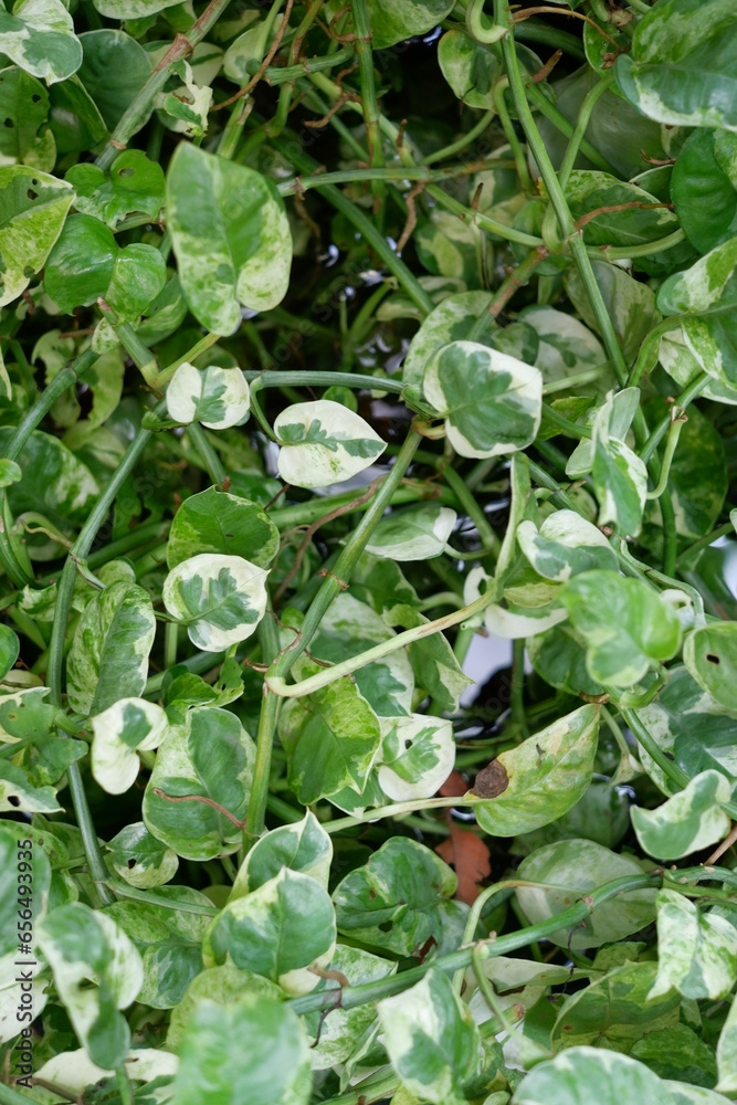 The ivy has green leaves with white edges, very beautiful. The ivy has green leaves with white edges, very beautiful.