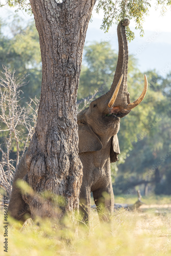 Fototapeta premium Elephant reaching into a tree 2