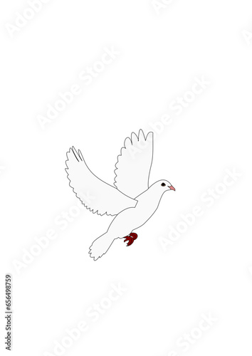 white dove