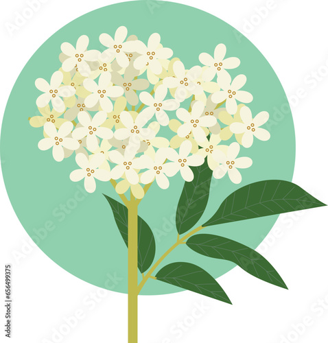 Sambucus flower herb vector illustration