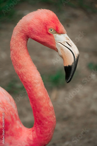 Close-up view of a beautiful and majestic flamingo

