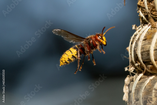 Europäische Hornisse (Vespa crabro) photo