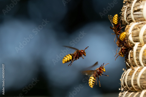 Europäische Hornisse (Vespa crabro) photo