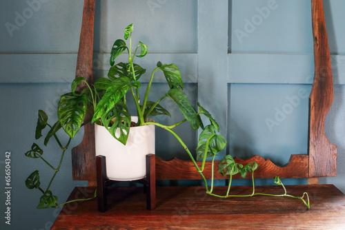 Swiss Cheese Vine house plant, Monstera adansonii, sitting on top of an antique dresser. photo