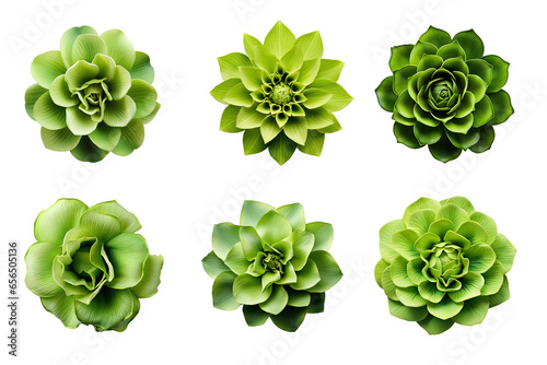 Selection of various green flowers isolated on a transparent background © degungpranasiwi