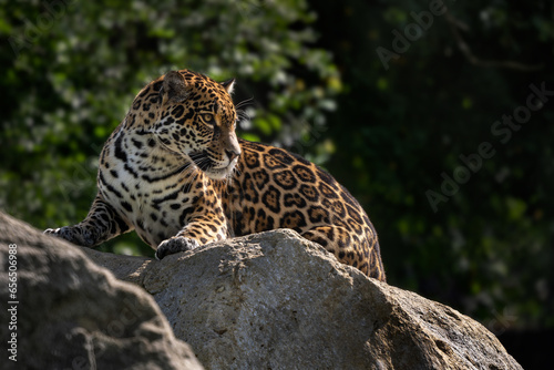 Jaguar - Panthera onca, portrait of beautiful large cat from South American forests, Amazon basin, Brazil.