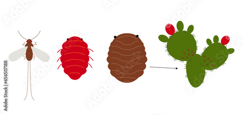 Cochineal (Dactylopius coccus) insect on the cactus . Carmine color natural indigent. Female and male cochineals. Vector flat illustration isolated on white background.