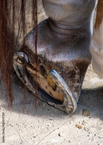 New horseshoe on horse's hoof