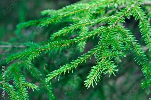 Lyrical close up of the fir tree branch.