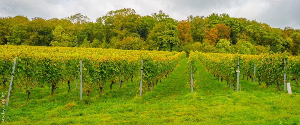 Fields and vegetables in a green hilly landscape in sunlight in autumn, Voeren, Limburg, Belgium, September 2023