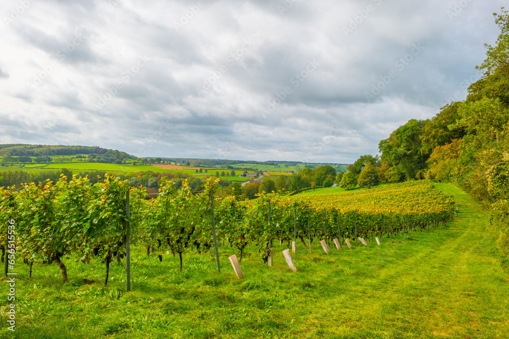 Naklejka premium Vines growing in a vineyard on a hill in bright sunlight in autumn, Voeren, Limburg, Belgium, September 2023