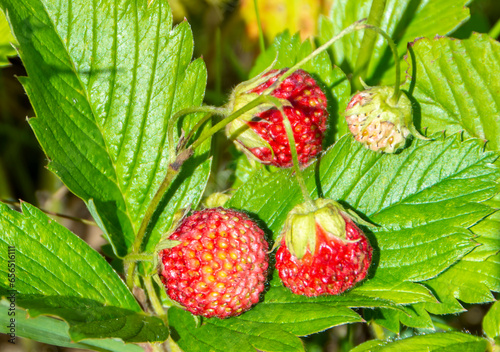 Fresh berries and leaves of wild strawberries close-up