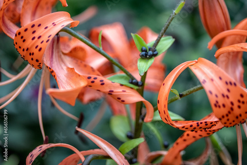Beautiful lilies growing in the garden, close-up.