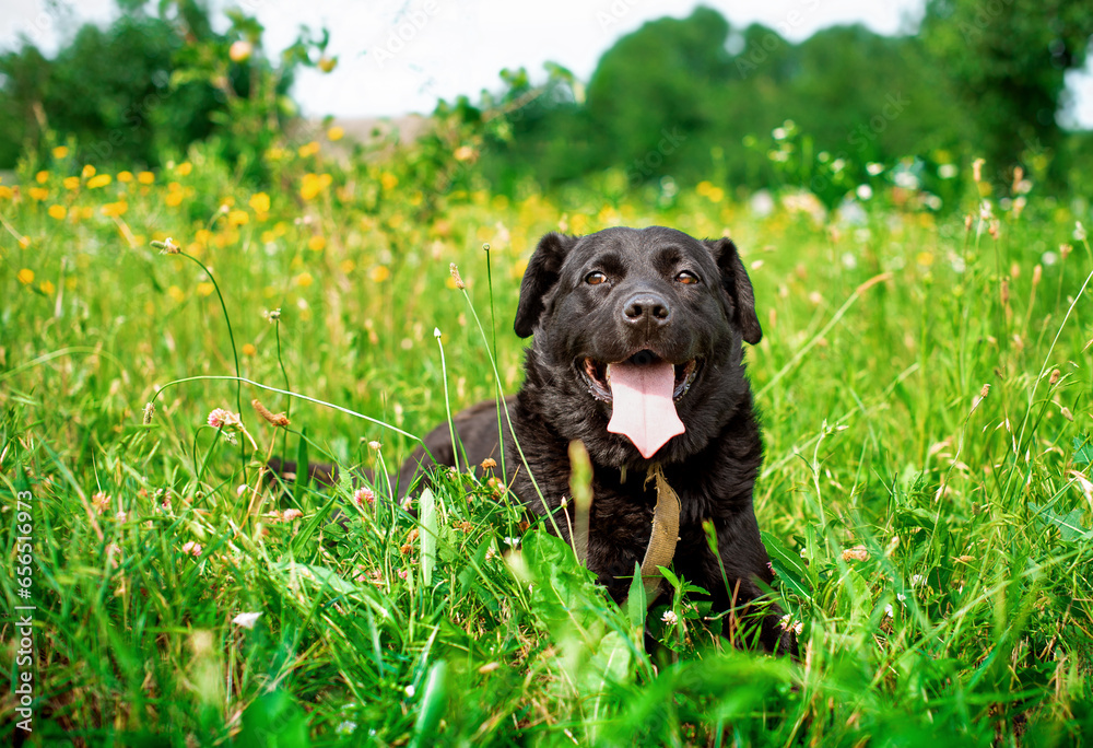 A black labrador dog lies in the green grass. He breathes through his mouth and shows his tongue. The dog is homeless and unkempt. The photo is blurred A black labrador dog lies in the green grass. He breathes through his mouth and shows his tongue. The dog is homeless and unkempt. The photo is blurred