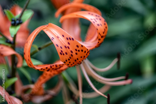 Beautiful lilies growing in the garden, close-up.