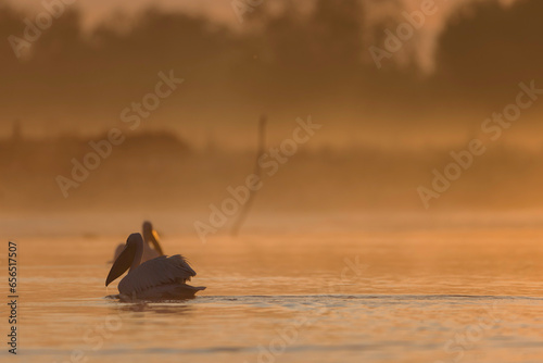 Danube delta wild life birds a pelican gracefully floating on the water at sunrise, capturing the beauty of nature biodiversity Conservation photo