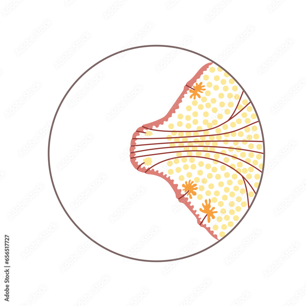 Human female nipple cross section diagram in circle. Microstructure of