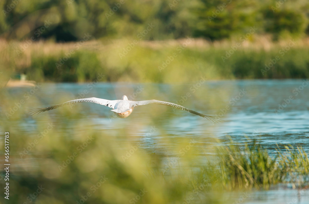 Danube delta wild life birds a majestic pelican soaring over a shimmering body of water, highlighting the impact of climate change on wildlife biodiversity Conservation Danube delta wild life birds a majestic pelican soaring over a shimmering body of water, highlighting the impact of climate change on wildlife biodiversity Conservation
