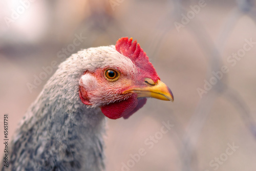 Portrait of a hen in a fence on a farm.