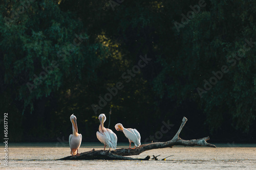 Danube delta wild life birds a group of pelicans perched on a log in the water, showcasing the beauty of nature and the impacts of climate change biodiversity Conservation photo