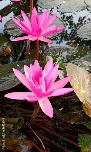 Beautiful Pink water lilies closeup