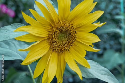 Sunflower growing in the garden, close-up.