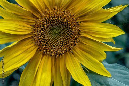 Sunflower growing in the garden, close-up.