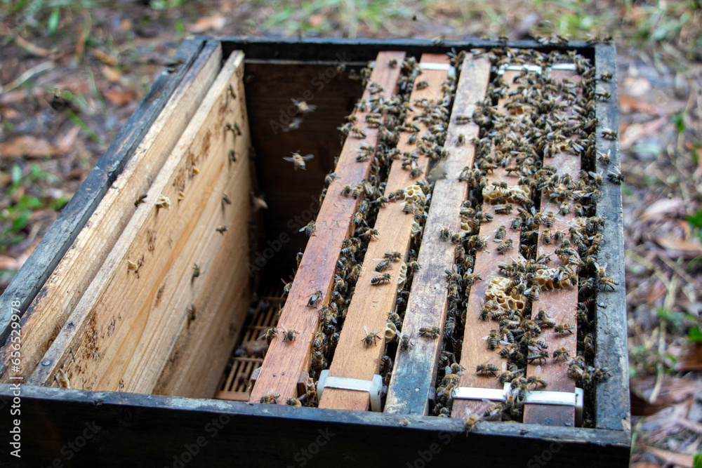 Bees in the box beekeeping beekeeping ideas Bees in the box beekeeping beekeeping ideas