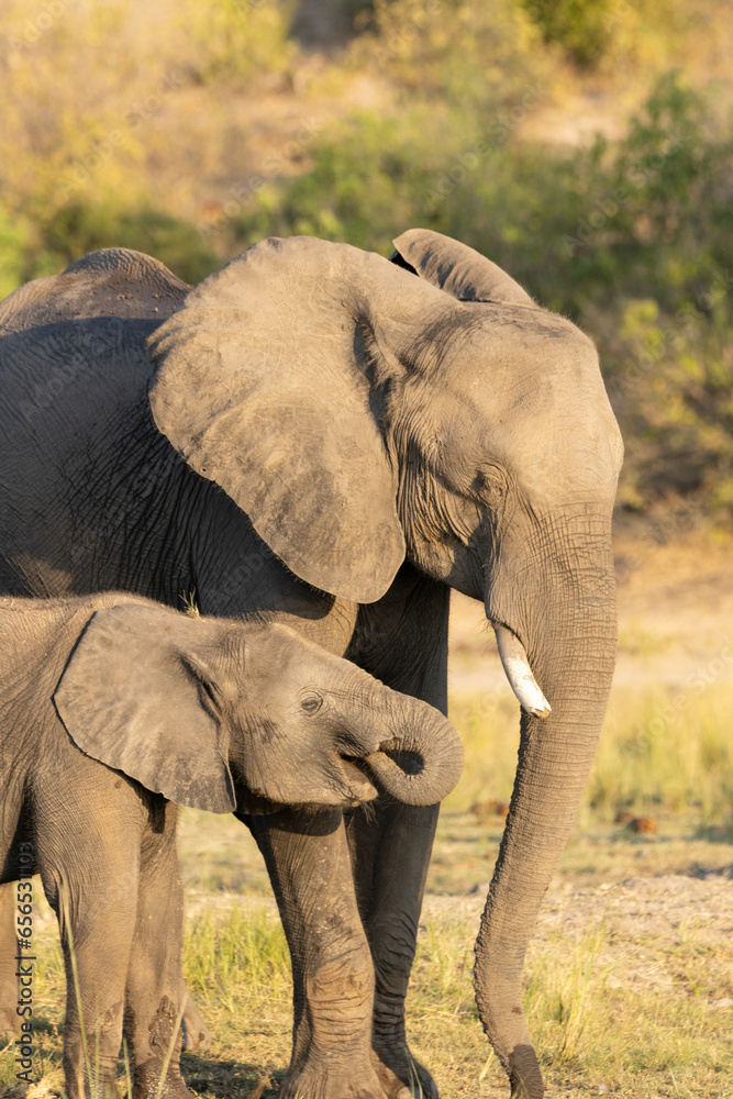 Obraz premium Baby elephant with its mother