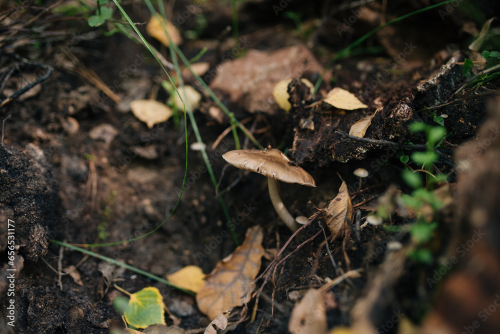 mushroom in the forest