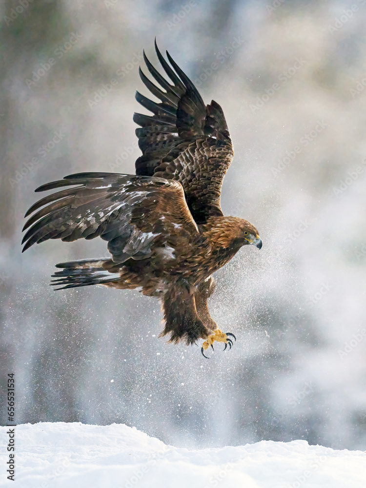 Fototapeta premium Golden eagle (Aquila chrysaetos)