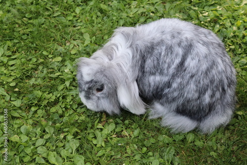 Grey ram rabbit on the grass