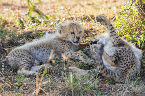Cheetah cubs are playing in the shade