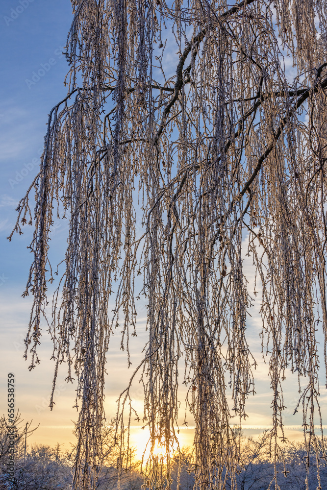 Fototapeta premium Hanging birch branches with hoarfrost on a cold winter evening