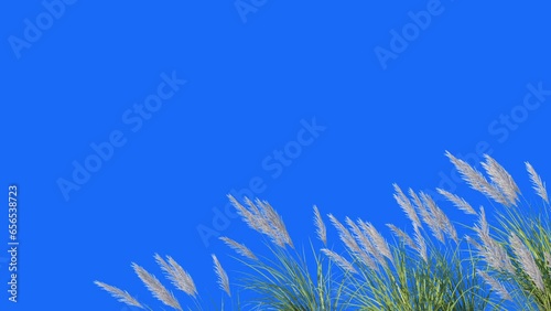  Foreground Grass Animation on blue background